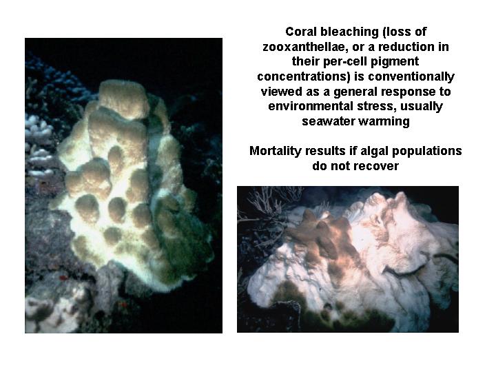 Coral Reef Symbioses Lecture 3, Page 8